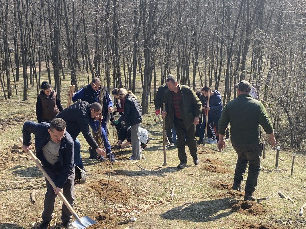 MEHEDINȚI: Mobilizare pentru plantarea a 900 puieți de salcâm în pădurea de la Balotești
