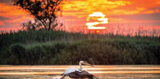 Ucrainienii ne-au distrus turismul din Deltă