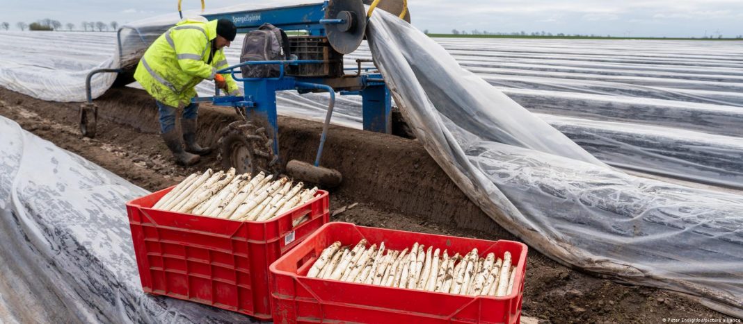 Deutsche Welle: Reîncepe scandalul șparanghelistilor români în Germania