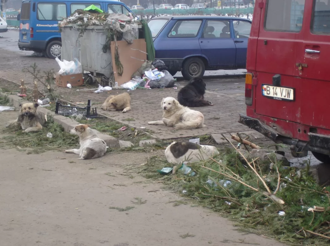 Un vasluian a făcut sex cu cățeaua familiei: MI-A FĂCUT AVANSURI