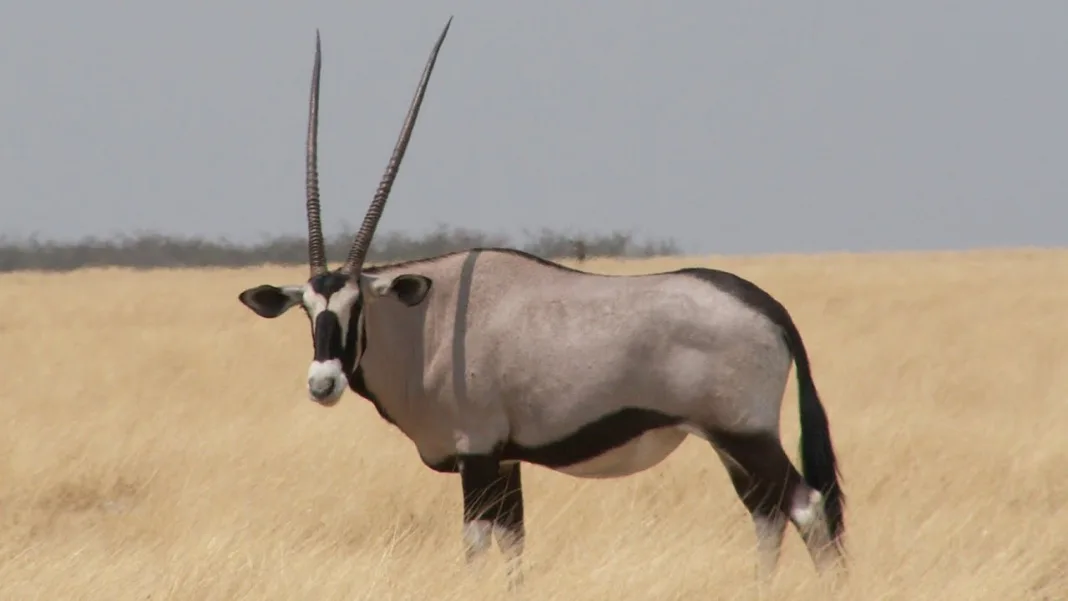 Autoritățile sud-africane au recomandat locuitorilor să mănânce carne de antilopă sălbatică