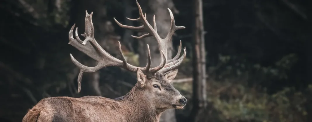 Avem și noi, dar ungurii fac un spectacol din asta