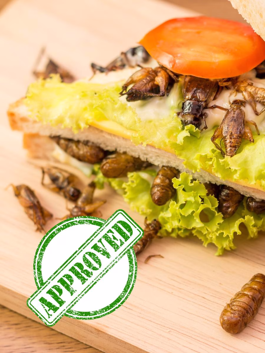 Uniunea Europeană autorizează pudra de viermi pentru hrana europenilor