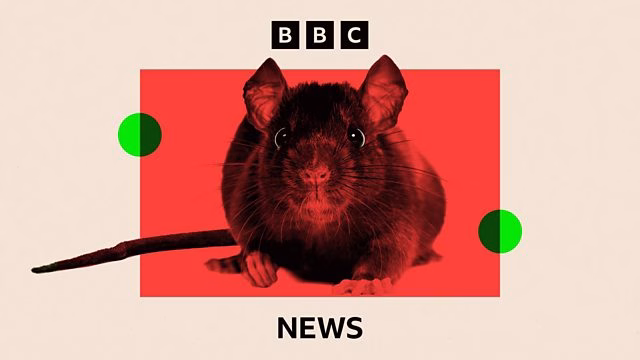 RATMAGEDDON/ BBC: Șobolanii cuceresc Occidentul