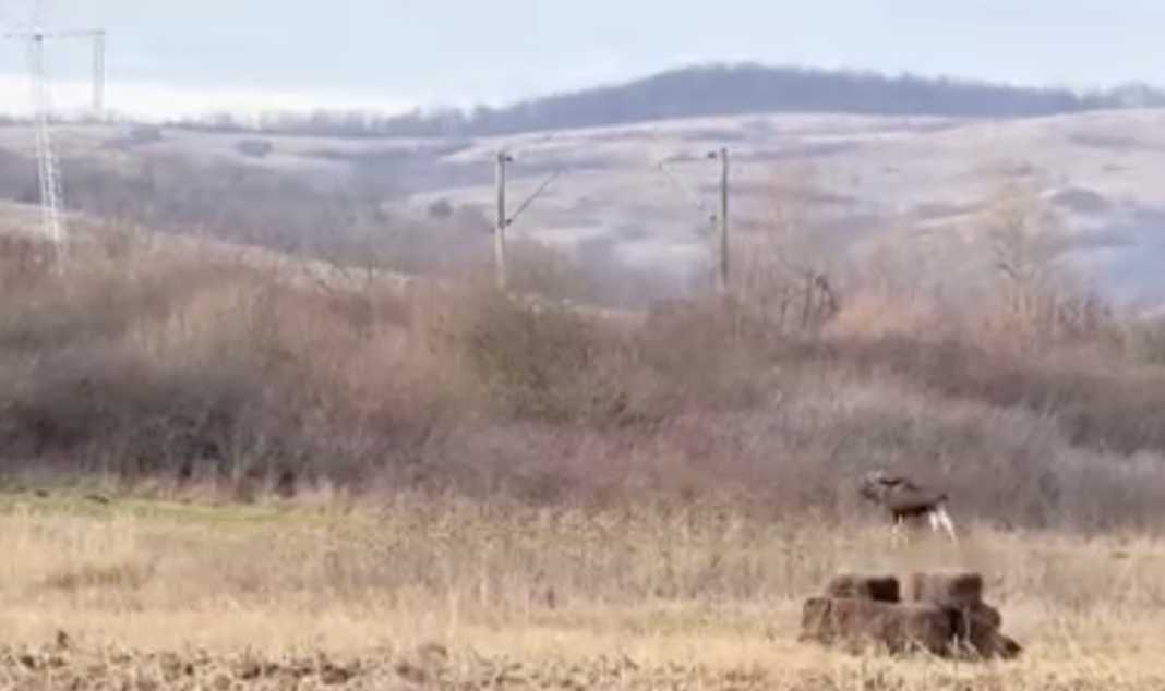 Un elan filmat in Hunedoara