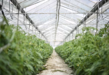 Marea Minciună a lui Bolo cu serele și solarele