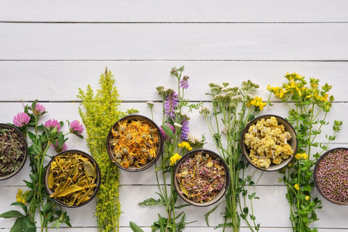 plantemedicinale