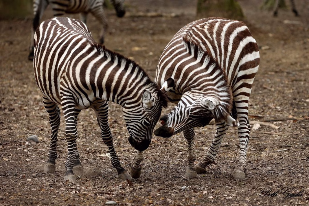 Cea mai mare grădină zoologică din România la 62 de ani: 350.000 de vizitatori pe an Cea mai mare grădină zoologică din România la 62 de ani: 350.000 de vizitatori pe an