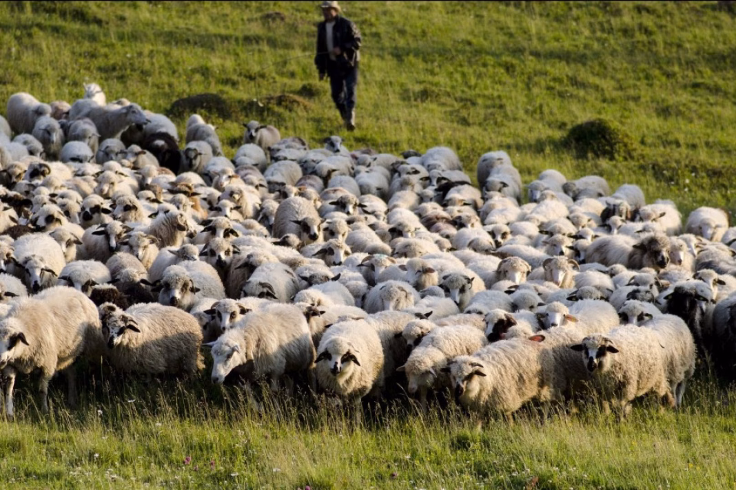 Scandalul exporturilor de ovine: Bruxelles-ul aruncă problema in România Scandalul exporturilor de ovine: Bruxelles-ul aruncă problema in România