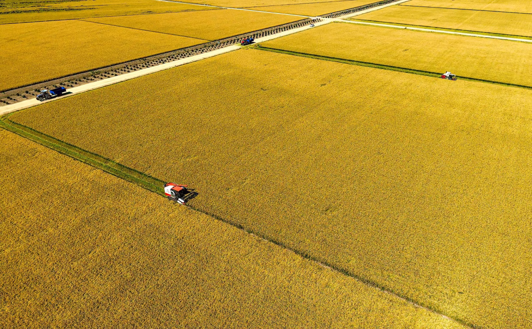 China anticipează o recoltă abundentă de cereale în 2026 pe fondul accelerării modernizării agriculturii China anticipează o recoltă abundentă de cereale în 2026 pe fondul accelerării modernizării agriculturii